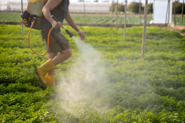 Best Local Pest Control Services  in Fruitland Park, FL